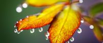 Macro water drops on the Autumn leaves - HD wallpaper