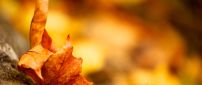 Golden Autumn leaf - wonderful background