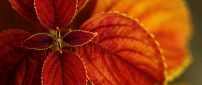 Wonderful macro amber flower - Autumn season