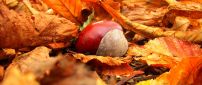 One wild chestnut in the Autumn carpet of leaves