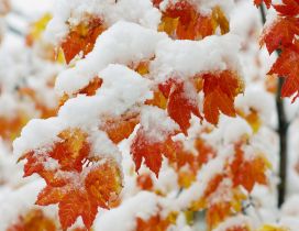 First snow over the wonderful Autumn leaves