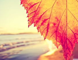 Sunlight and rust leaf - Macro HD wallpaper