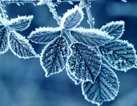 Wonderful frozen leaves - Cold winter season