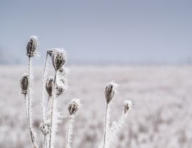 Macro frozen grass - white nature in winter season