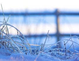 Macro frozen grass - blurry winter season