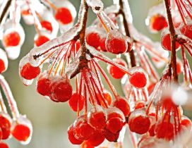 Macro frozen red winter fruits - HD wallpaper