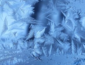 Frozen winter leaves - HD wallpaper