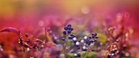 Macro berries in the garden - HD wallpaper