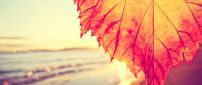 Sunlight and rust leaf - Macro HD wallpaper