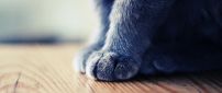 Sweet cat paws - Macro HD wallpaper