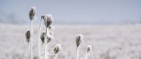 Macro frozen grass - white nature in winter season
