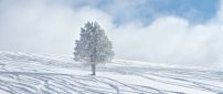 One white tree in the middle of the snow - HD wallpaper