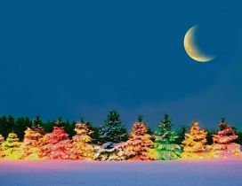 Colorful tree in the cold winter night - HD wallpaper