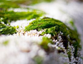Wonderful green grass in the snow - Macro HD wallpaper