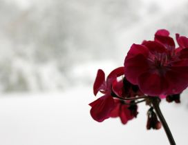 Dark red Orchid on a wonderful winter background