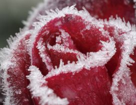 Macro water particles on a red rose - Frozen flower