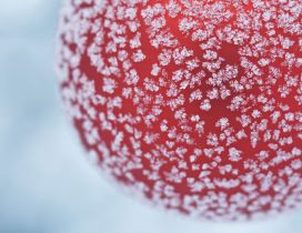 Frozen cherry - Macro winter wallpaper
