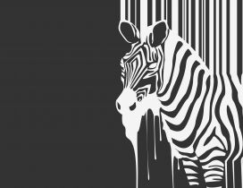 Wild zebra on the wall - Creative wallpaper