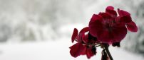 Dark red Orchid on a wonderful winter background