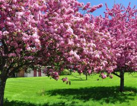 Blossom trees in the garden - Spring season HD