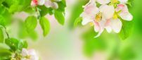 Spring perfume on the blossom trees - HD wallpaper