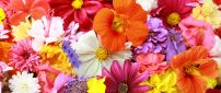 Colorful flower carpet - HD Spring wallpaper