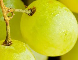 Delicious white grapes - Macro fruits wallpaper