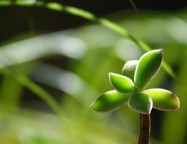 Macro green plant in the garden - HD wallpaper