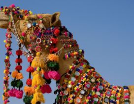 Camel covered with jewels - HD wild animal wallpaper