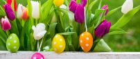 White dots on Easter eggs and colorful tulips -Happy Holiday
