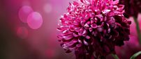 Wonderful dahlias pink flowers - HD spring wallpaper
