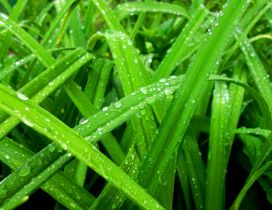Fresh grass in the spring morning - Macro water drops