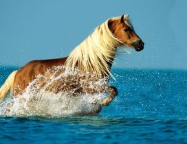 Wonderful horse running in the water - HD animal wallpaper