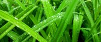 Fresh grass in the spring morning - Macro water drops