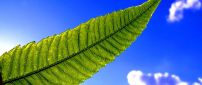 Big green leaf in the light of sun - Blue sky wallpaper
