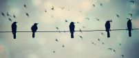 Black crows on a phone wire - Funny wallpaper