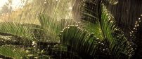Tropical rain in Ecuador - Big water drops over the plants