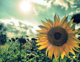 Smile sunflower - Wonderful field in the sun