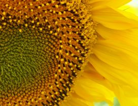 Wonderful yellow flower - Macro Sunflower