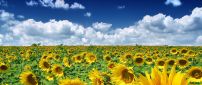 Golden Sunflower field in a summer hot day