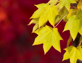 Yellow Autumn leaves in the tree- HD wallpaper