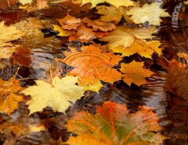 Autumn leaves in the rain water - HD wallpaper