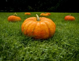 Big pumpkins on the green grass - HD wallpaper
