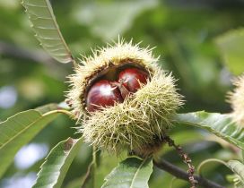 Two chestnuts in one house - Twins Autumn fruits