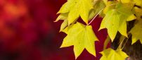 Yellow Autumn leaves in the tree- HD wallpaper