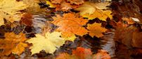 Autumn leaves in the rain water - HD wallpaper