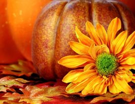 Orange Autumn flower and a pumpkin in the background
