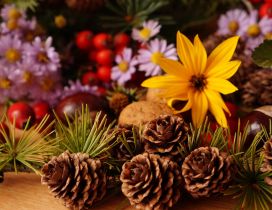 Pinecones and Autumn flowers - HD wallpaper