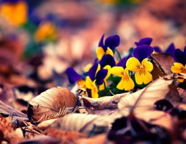 Yellow and purple pansies on the Autumn carpet of leaves