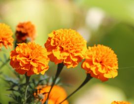 Wonderful orange flowers in the sunlight - HD wallpaper